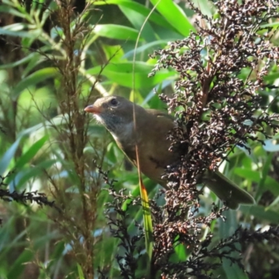 Pachycephala olivacea (Olive Whistler) at Acton, ACT - 6 May 2023 by BenW