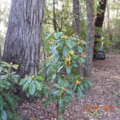 Pittosporum revolutum (Large-fruited Pittosporum) at Oakdale, NSW - 6 May 2023 by bufferzone