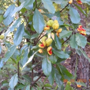 Pittosporum revolutum at Oakdale, NSW - suppressed