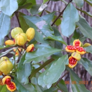 Pittosporum revolutum at Oakdale, NSW - suppressed