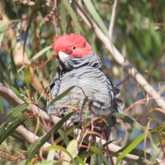 Callocephalon fimbriatum (Gang-gang Cockatoo) at Acton, ACT - 6 May 2023 by TomW