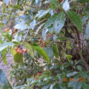 Pittosporum undulatum at Oakdale, NSW - 6 May 2023