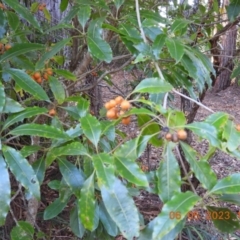 Pittosporum undulatum at Oakdale, NSW - 6 May 2023