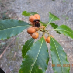 Pittosporum undulatum at Oakdale, NSW - 6 May 2023