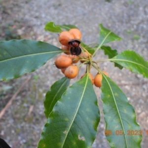 Pittosporum undulatum at Oakdale, NSW - 6 May 2023