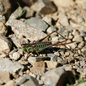 Chlorodectes montanus at Cotter River, ACT - 26 Apr 2023 01:43 PM