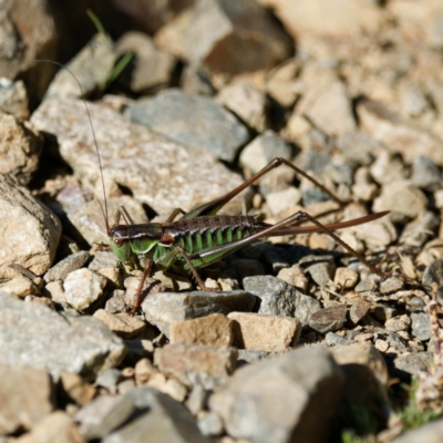 Chlorodectes montanus (Montane green shield back katydid) at Cotter River, ACT - 26 Apr 2023 by DPRees125