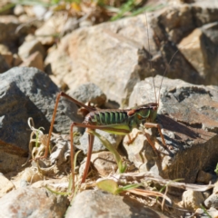 Chlorodectes montanus at Cotter River, ACT - 26 Apr 2023