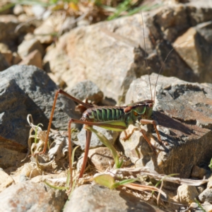 Chlorodectes montanus at Cotter River, ACT - 26 Apr 2023