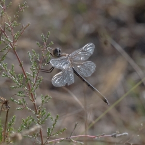 Hemicordulia tau (Tau Emerald) at Penrose, NSW by NigeHartley