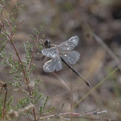 Hemicordulia tau (Tau Emerald) at Wingecarribee Local Government Area - 9 Mar 2023 by NigeHartley