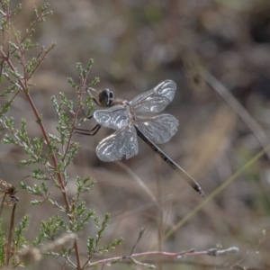 Hemicordulia tau at Penrose, NSW - 9 Mar 2023