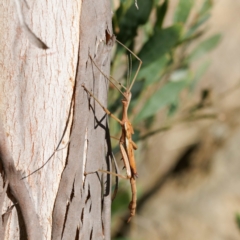 Didymuria violescens (Spur-legged stick insect) at Brindabella, NSW - 26 Apr 2023 by DPRees125