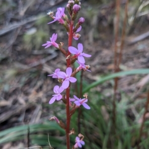 Stylidium armeria subsp. armeria at Paddys River, ACT - 6 May 2023 03:42 PM