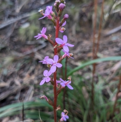 Stylidium armeria subsp. armeria (Trigger Plant) at Paddys River, ACT - 6 May 2023 by WalterEgo