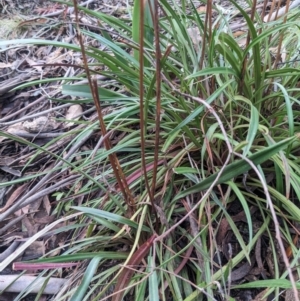 Stylidium armeria subsp. armeria at Paddys River, ACT - 6 May 2023