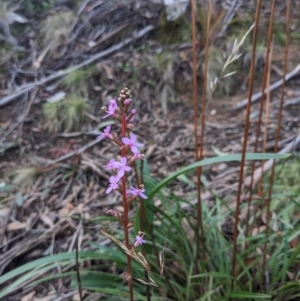 Stylidium armeria subsp. armeria at Paddys River, ACT - 6 May 2023 03:42 PM