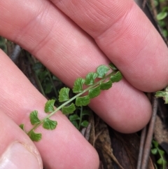 Asplenium flabellifolium (Necklace Fern) at Tidbinbilla Nature Reserve - 6 May 2023 by WalterEgo