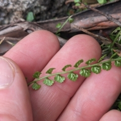 Asplenium flabellifolium at Paddys River, ACT - 6 May 2023 03:07 PM