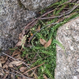 Asplenium flabellifolium at Paddys River, ACT - 6 May 2023 03:07 PM