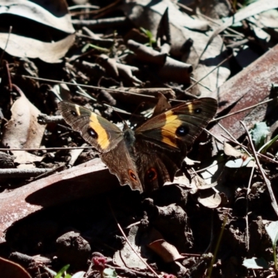 Tisiphone abeona (Varied Sword-grass Brown) at Moruya, NSW - 6 May 2023 by LisaH