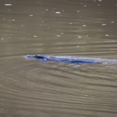 Ornithorhynchus anatinus (Platypus) at Stromlo, ACT - 6 May 2023 by cedrisc