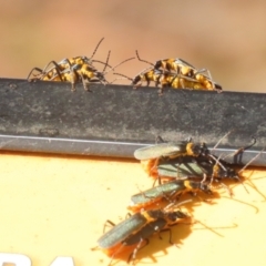 Chauliognathus lugubris at Symonston, ACT - 6 May 2023