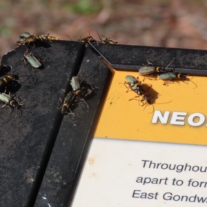 Chauliognathus lugubris at Symonston, ACT - 6 May 2023