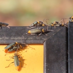 Chauliognathus lugubris at Symonston, ACT - 6 May 2023