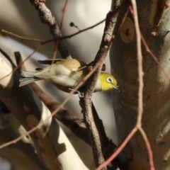 Zosterops lateralis (Silvereye) at Symonston, ACT - 6 May 2023 by RodDeb