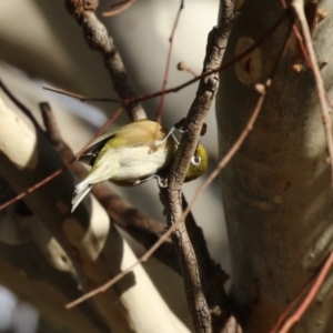 Zosterops lateralis at Symonston, ACT - 6 May 2023