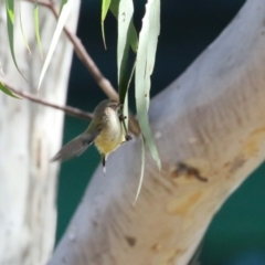 Smicrornis brevirostris (Weebill) at Symonston, ACT - 6 May 2023 by RodDeb