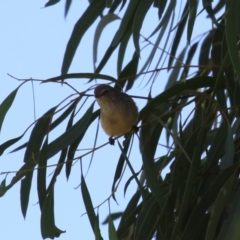 Smicrornis brevirostris at Symonston, ACT - 6 May 2023