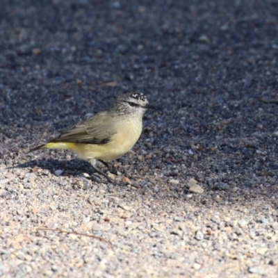 Acanthiza chrysorrhoa (Yellow-rumped Thornbill) at Symonston, ACT - 6 May 2023 by RodDeb