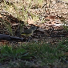 Acanthiza chrysorrhoa at Symonston, ACT - 6 May 2023