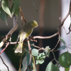 Ptilotula penicillata (White-plumed Honeyeater) at Symonston, ACT - 6 May 2023 by RodDeb