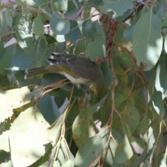 Ptilotula penicillata at Symonston, ACT - 6 May 2023