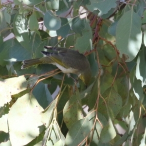 Ptilotula penicillata at Symonston, ACT - 6 May 2023