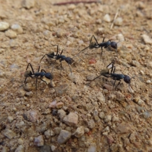 Camponotus suffusus at Paddys River, ACT - 6 May 2023