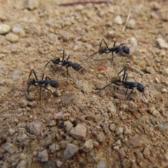 Camponotus suffusus (Golden-tailed sugar ant) at Paddys River, ACT - 6 May 2023 by MatthewFrawley