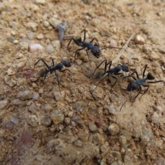 Camponotus suffusus at Paddys River, ACT - 6 May 2023
