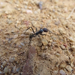 Camponotus suffusus at Paddys River, ACT - 6 May 2023