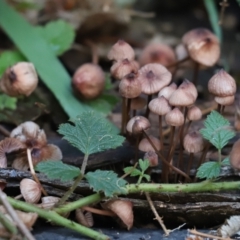 Mycena sp. (genus) (Mycena) at Cook, ACT - 6 May 2023 by Tammy