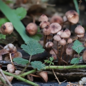 Mycena sp. at Cook, ACT - 6 May 2023 02:25 PM