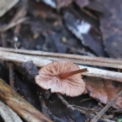 Mycena sp. at Cook, ACT - 6 May 2023