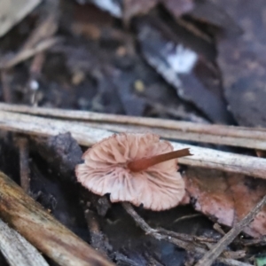 Mycena sp. at Cook, ACT - 6 May 2023 02:25 PM