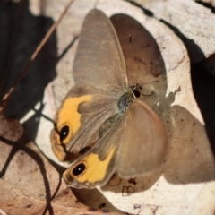 Hypocysta metirius (Brown Ringlet) at Moruya, NSW - 6 May 2023 by LisaH