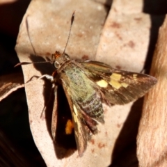 Unidentified Skipper (Hesperiidae) at Moruya, NSW - 6 May 2023 by LisaH