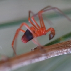 Unidentified Spider (Araneae) at Broulee Moruya Nature Observation Area - 6 May 2023 by LisaH