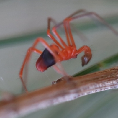 Unidentified Spider (Araneae) at Broulee Moruya Nature Observation Area - 6 May 2023 by LisaH